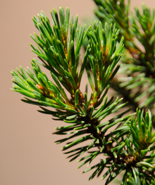 Pinus-2.jpg