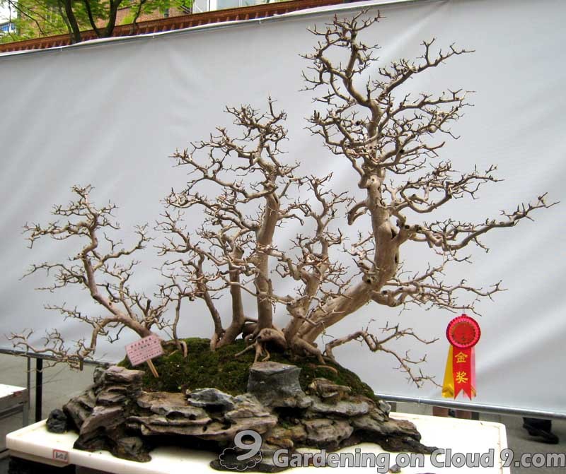 penjing-bonsai-exhibition-03.jpg