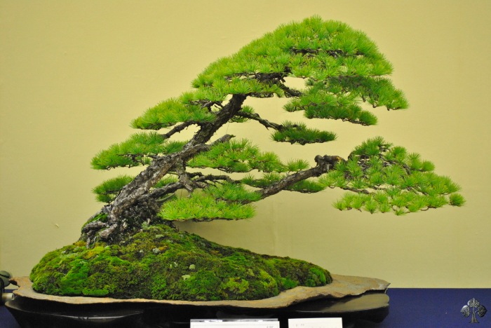 taikan-ten_bonsai_2011_20111228_1925767383.jpg