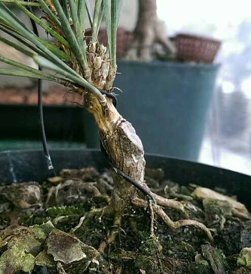 Corticosa ROOT GRAFTED.jpg