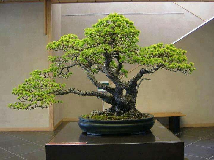 9b966b991054240a180f4354752a2c59--bonsai-garden-bonsai-art.jpg