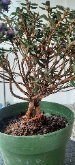 Rhododenron Imp_2023~1.jpg
